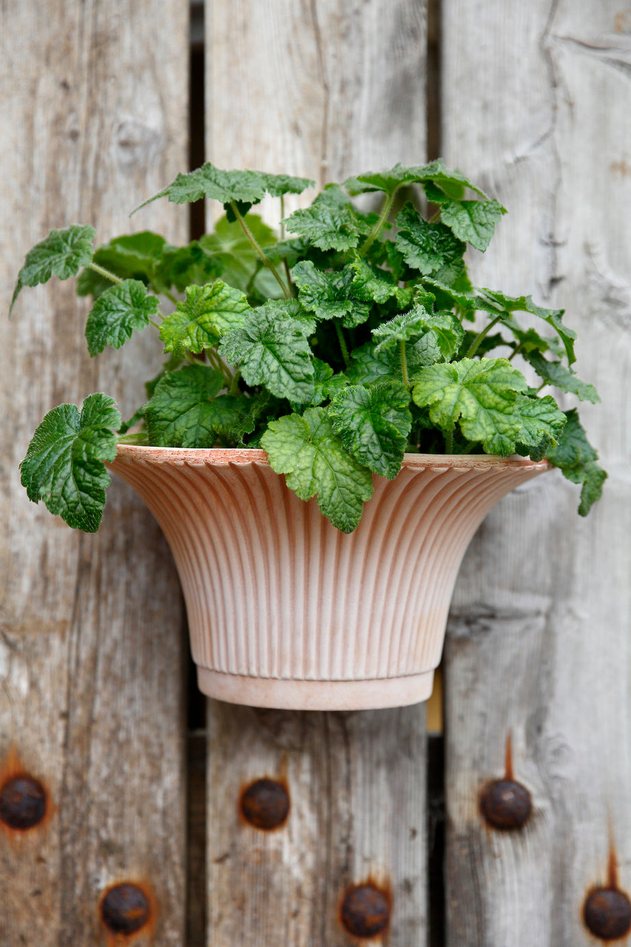 daisy plant pot Rosa Daisy Pot