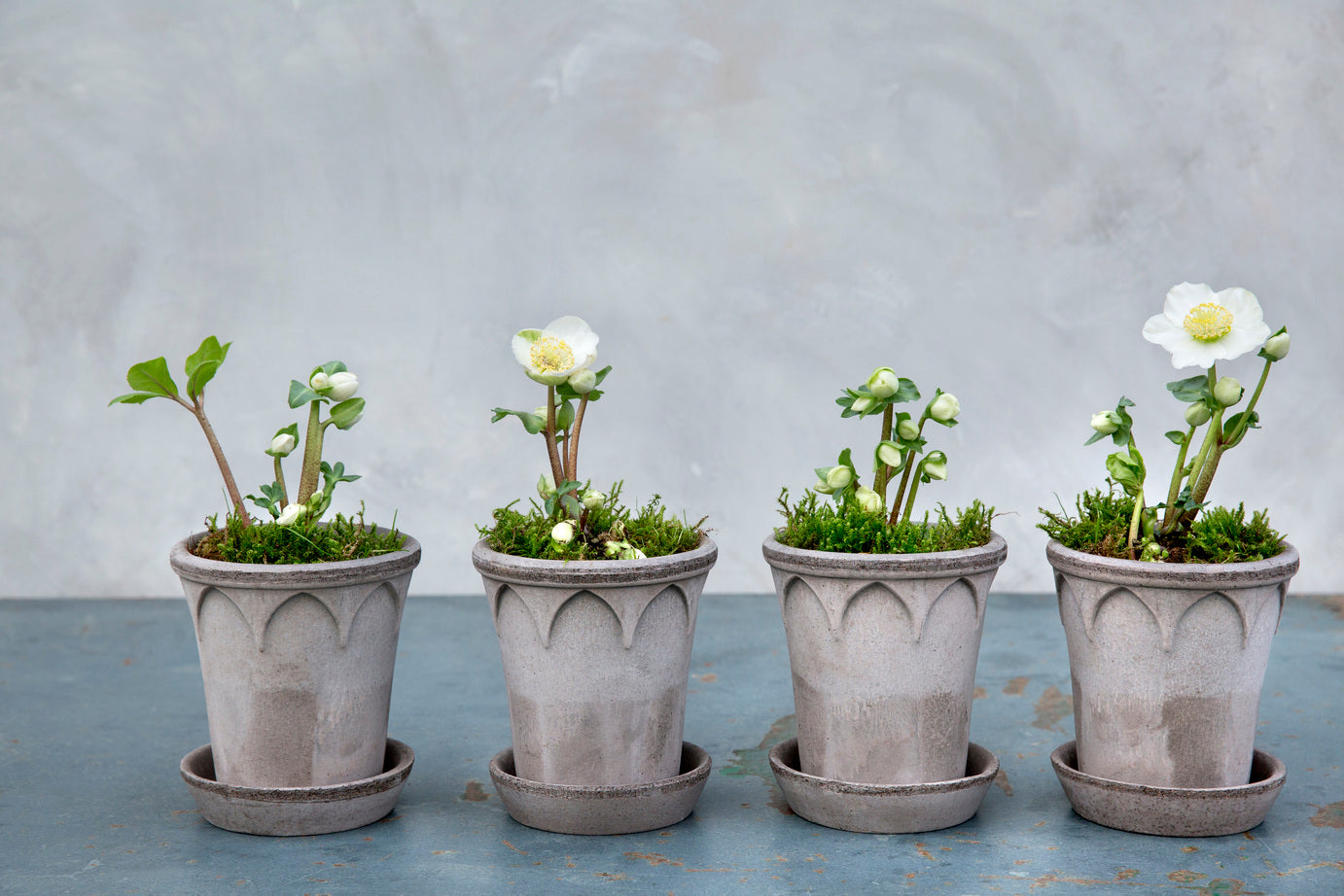 bergs potter plant pot Grey Elizabeth Pot