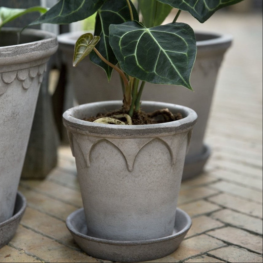 plant in grey pot Grey Elizabeth Pot