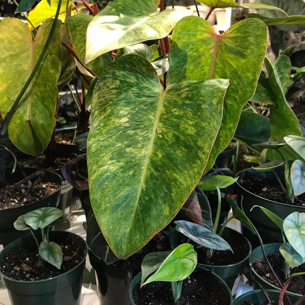 philodendron painted lady mature 8in-10in Philodendron Painted Lady – Paraíso Plant Studio