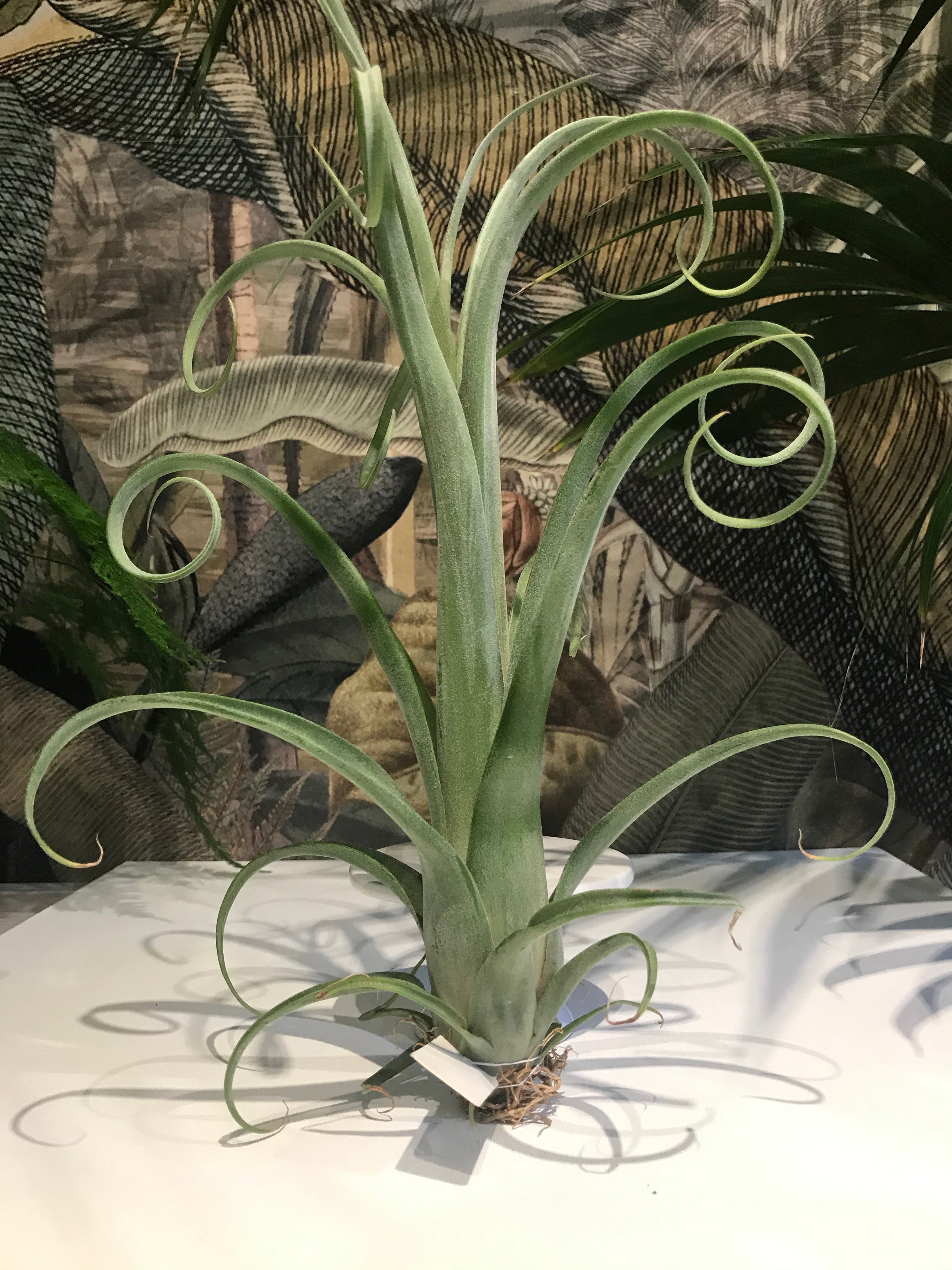 curly slim air plant Tillandsia Curly Slim Specimen