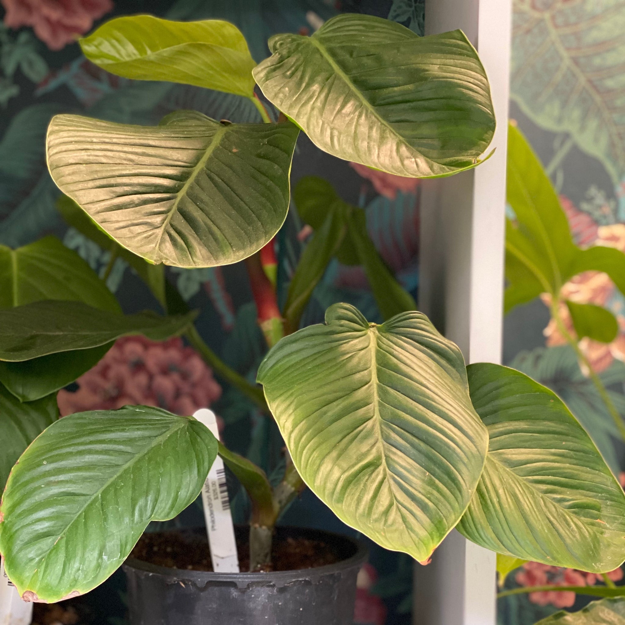 philodendron alati undulatum Philodendron Alatiundulatum