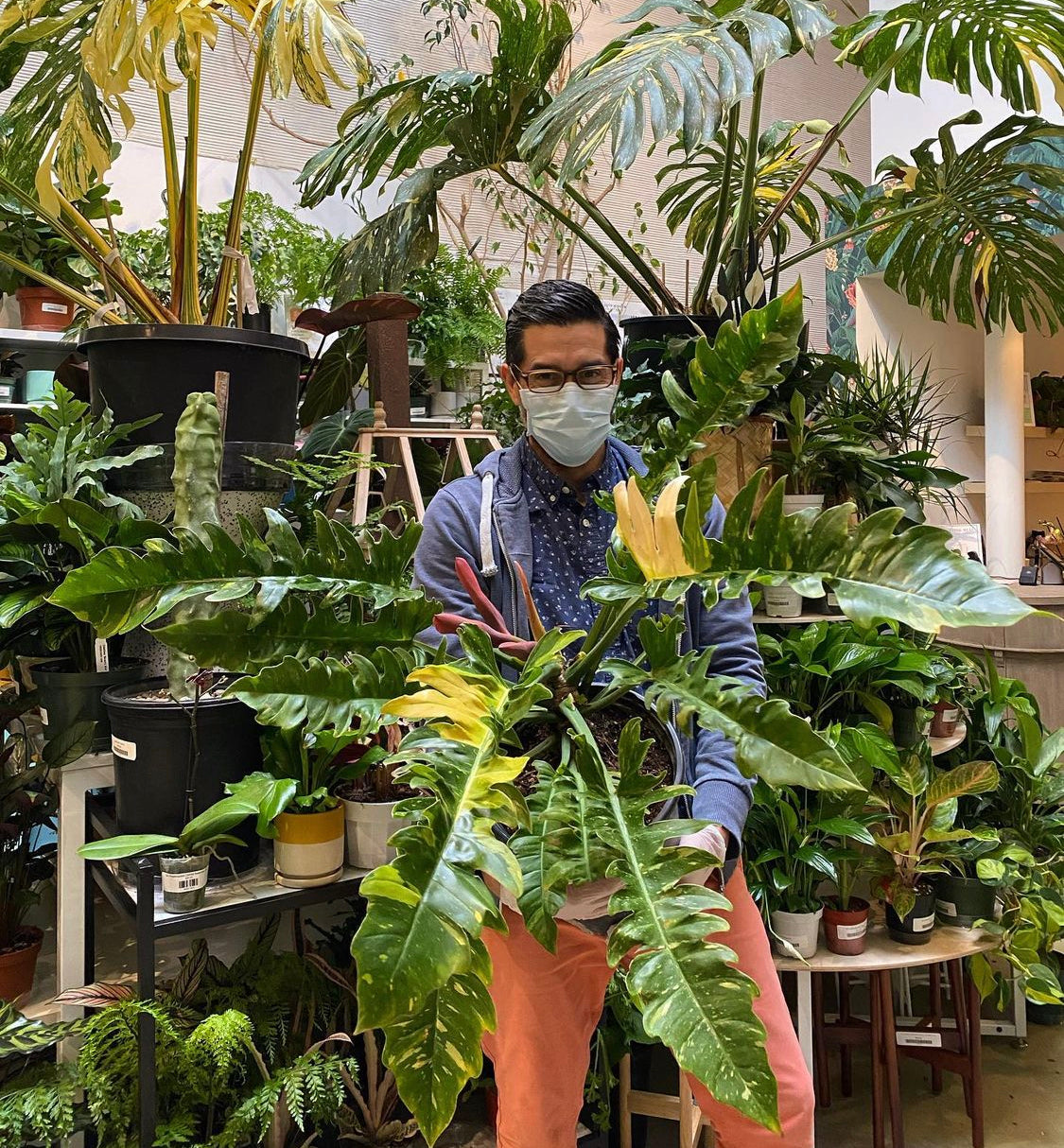philodendron ring of fire plant care Philodendron Ring of Fire 6"
