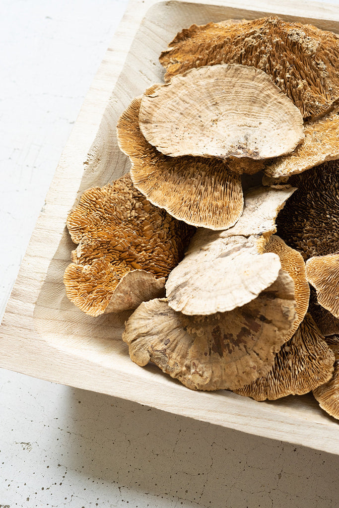 Dried Sponge Mushrooms