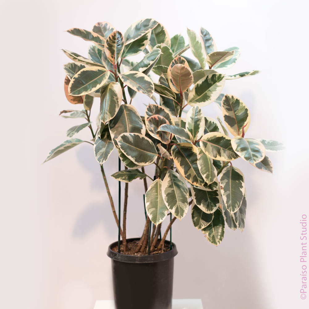 decora rubber tree 14in Ficus Decora Tineke Bush – Paraíso Plant Studio