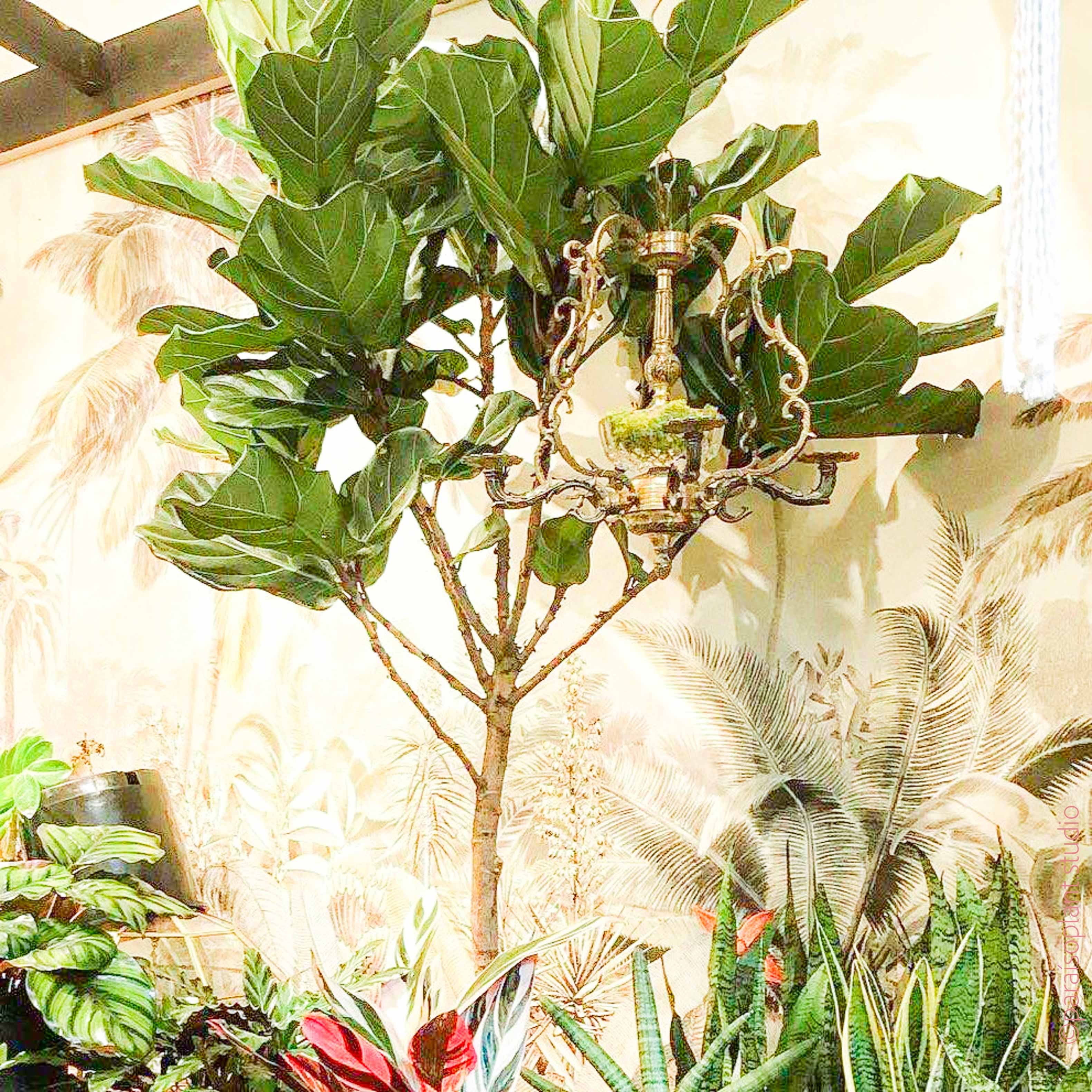 fiddle leaf fig tree 8ft 14in 5-8ft Ficus Lyrata 'Fiddle Leaf Fig' Standard – Paraíso Plant Studio