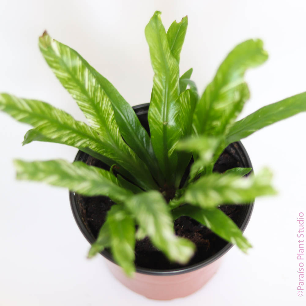 birds nest fern for sale 4in Variegated 'Bird's Nest Fern' Asplenium Nidus