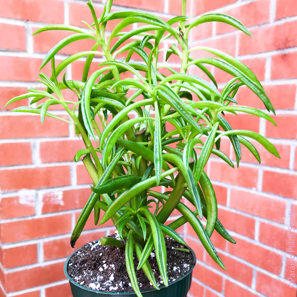 happy bean succulent care 4in Peperomia ferreyrae ‘Happy Beans’