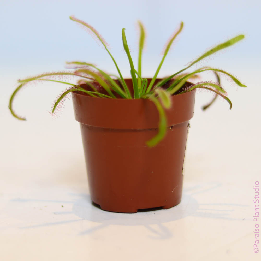 octopus succulent Drosera 'Octopus Plant'