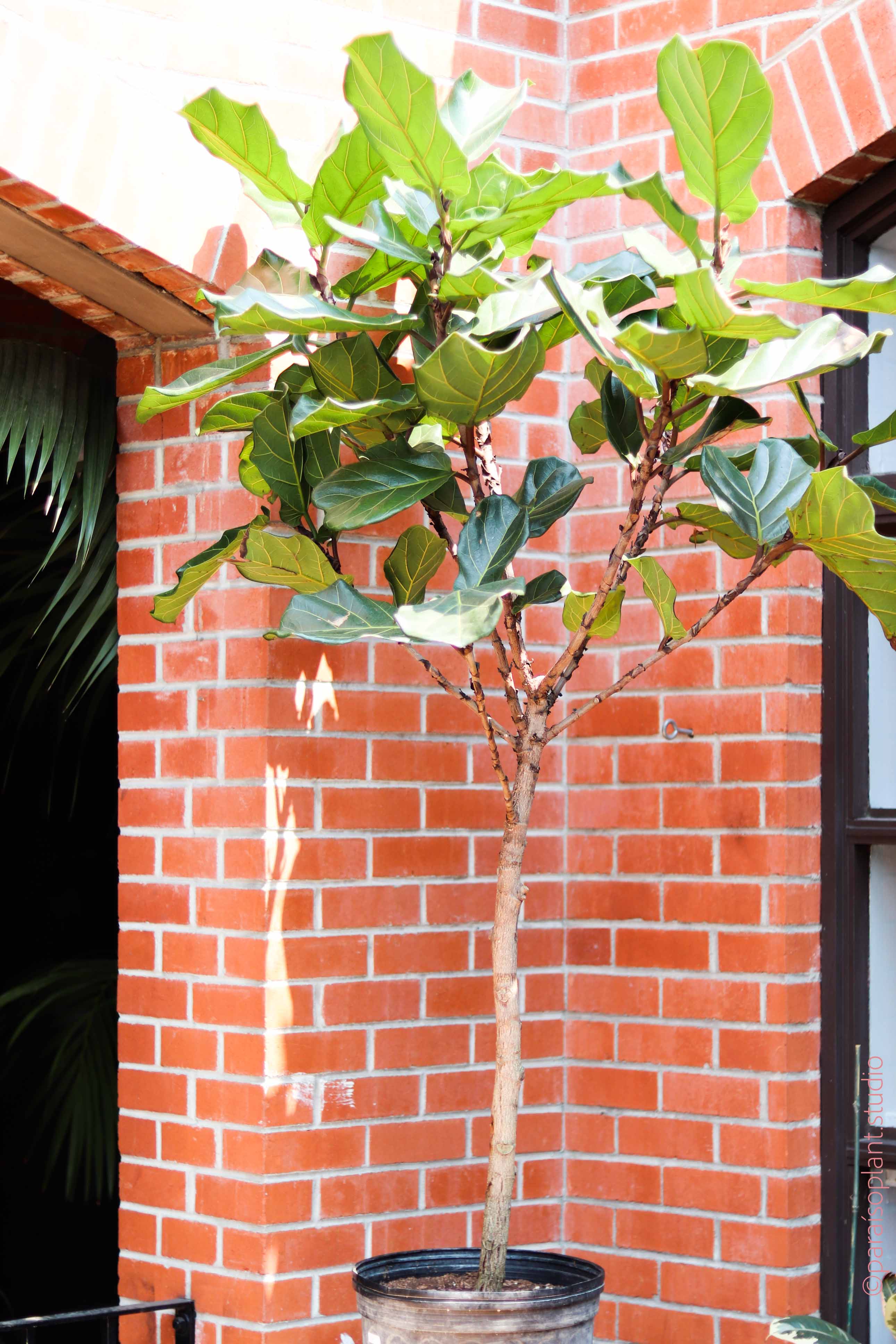 fiddle leaf fig tropical plant 14in 5-8ft Ficus Lyrata 'Fiddle Leaf Fig' Standard – Paraíso Plant Studio