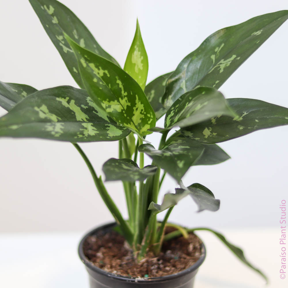 aglaonema mari 6in-10in Aglaonema Maria – Paraíso Plant Studio