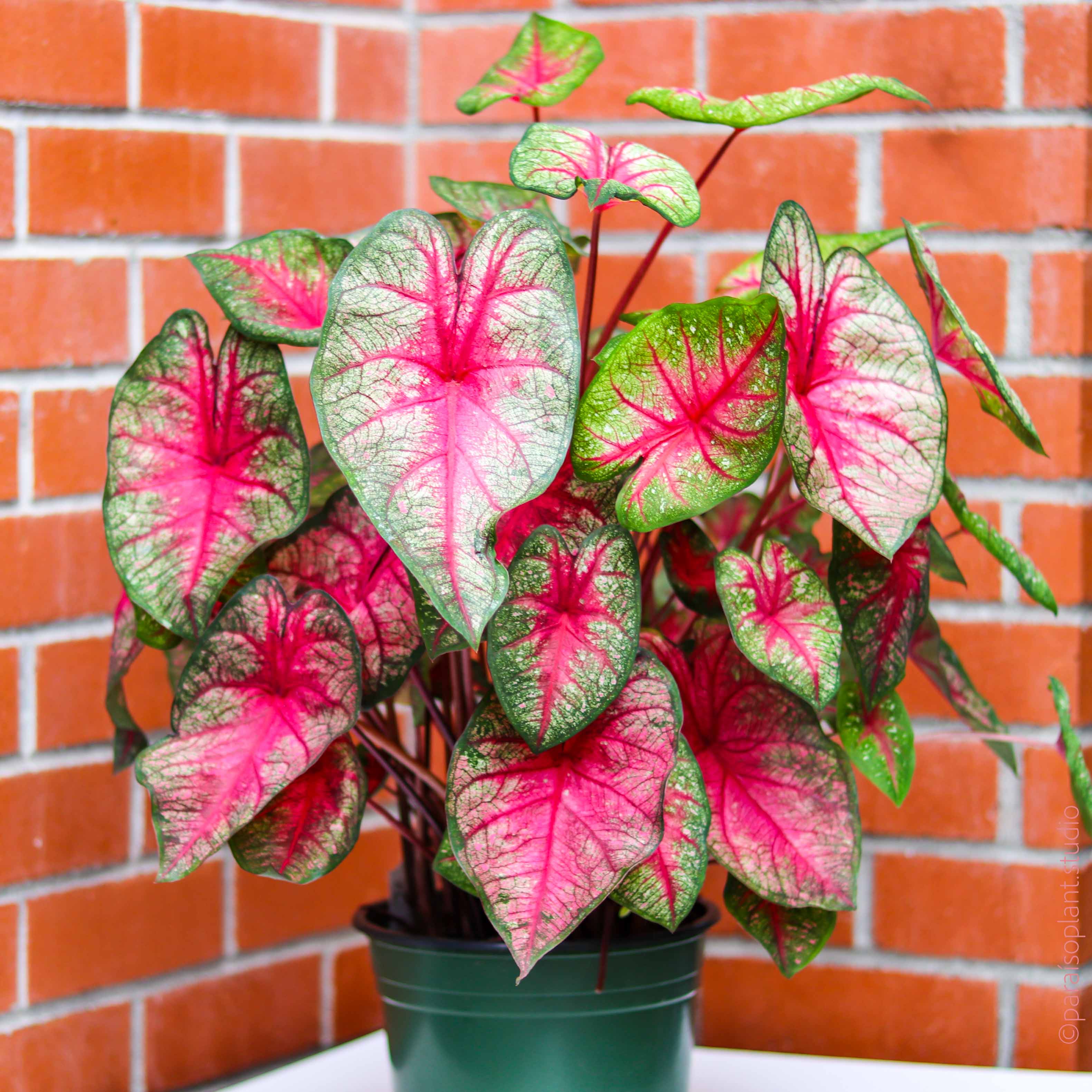 indoor caladium plant Caladium Red & green