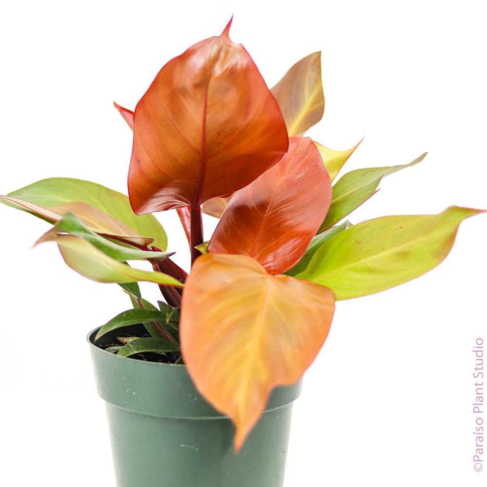 6in Philodendron 'Prince of Orange'