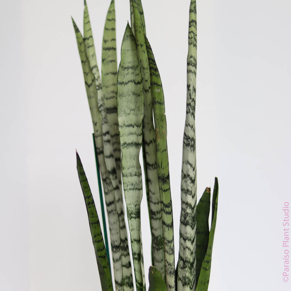 sansevieria perros 4in-6in Sansevieria 'Spearmint' – Paraíso Plant Studio