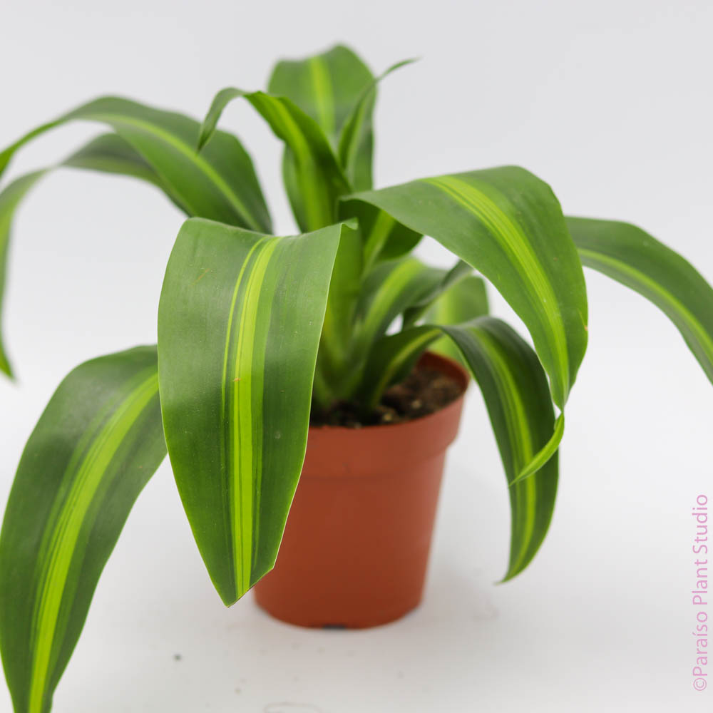 dracaena hawaiian sunshine 4in-6in Dracaena Hawaiian Sunshine – Paraíso Plant Studio