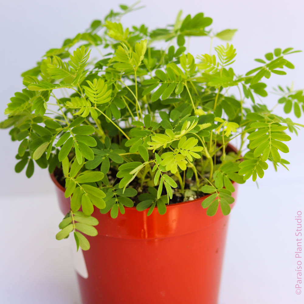 potted sensitive plant Sensitive Plant - Leaves Move - Mimosa pudica