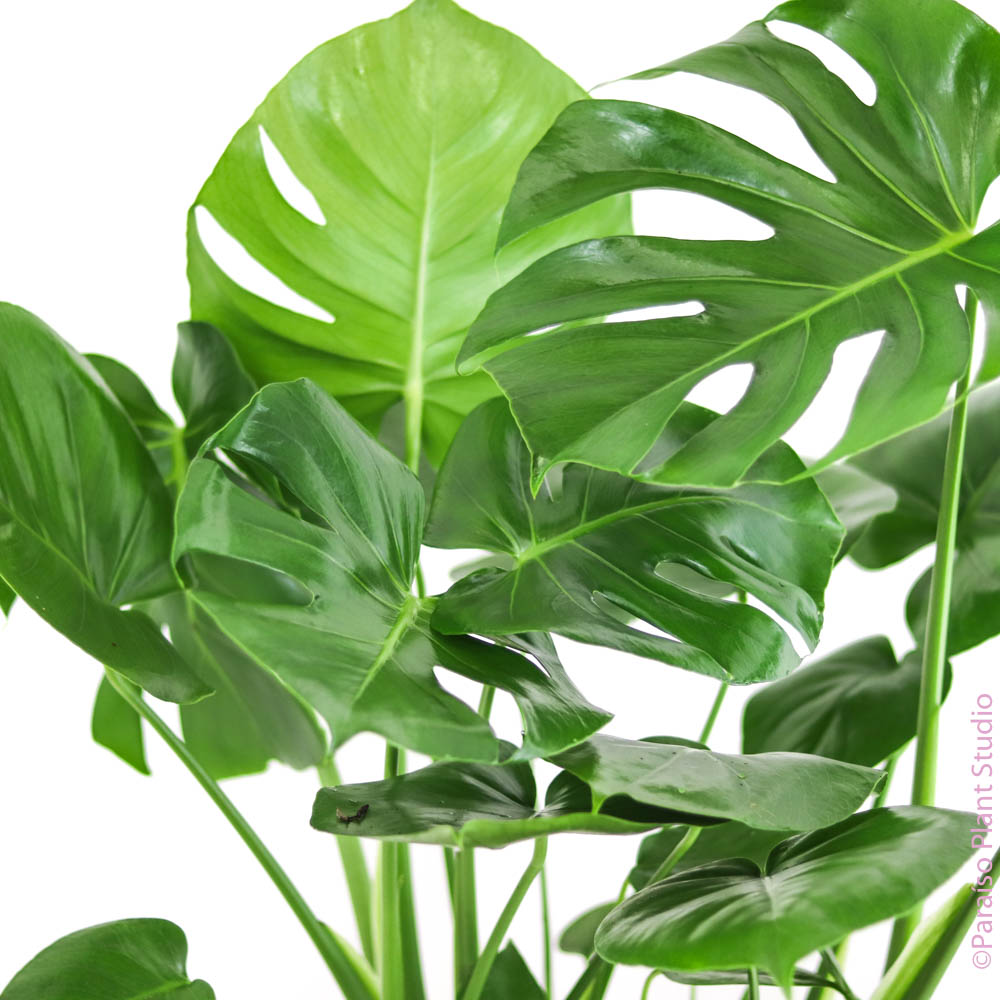 8 philodendron monstera 8in Monstera Deliciosa – Paraíso Plant Studio