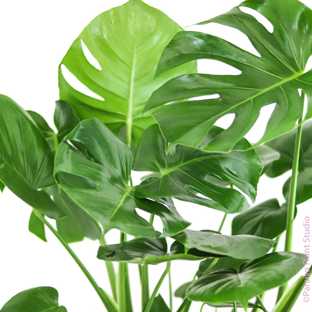 Close up of split leaves on an 8in Monstera Deliciosa in front of a white wall.