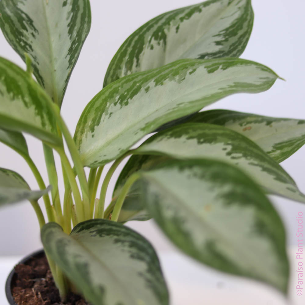 Close up of silver and green leaves of a 4in Aglaonema Silvery Bay