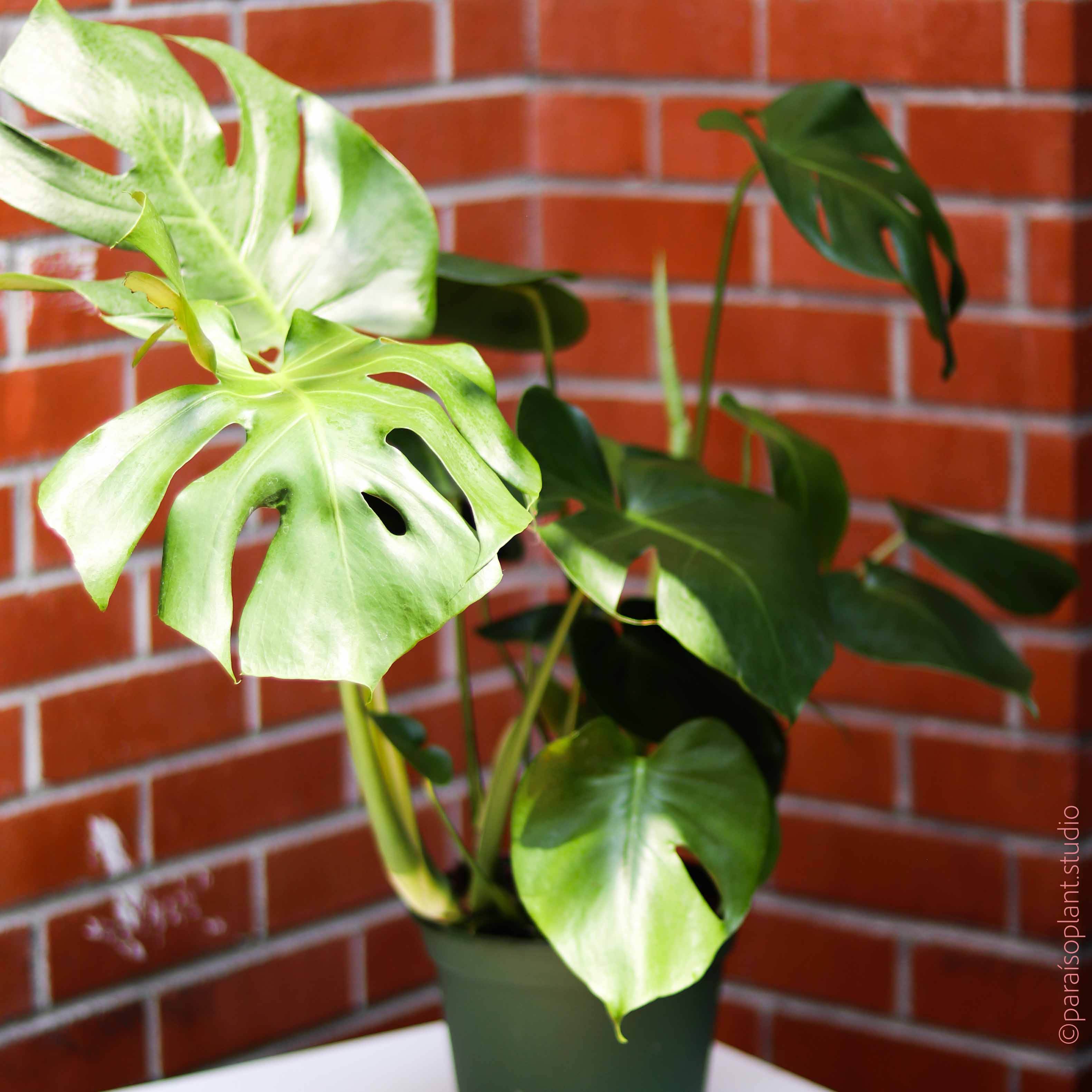 8 inch monstera deliciosa 8in Monstera Deliciosa