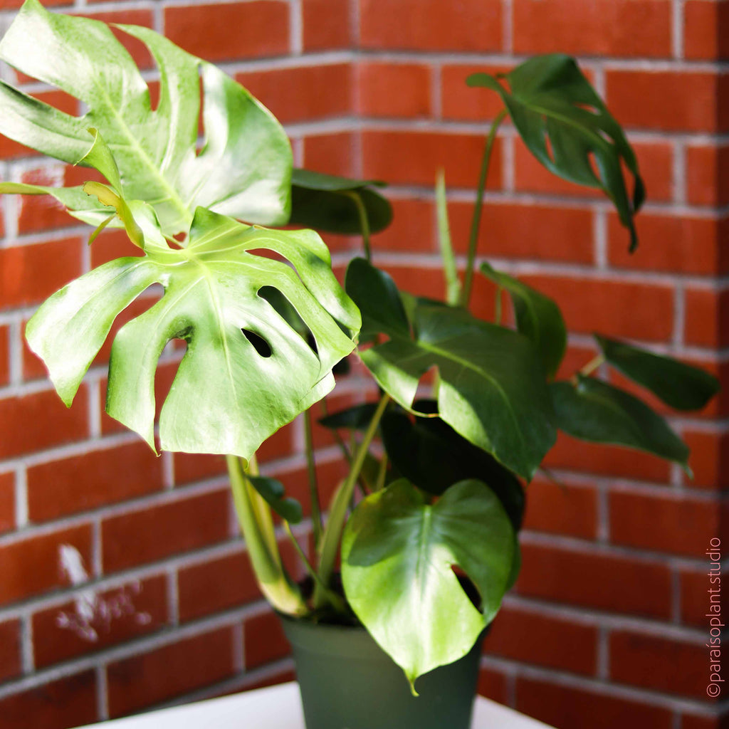 Sun shining on leaves of an 8in Monstera Deliciosa in front of a brick wall.