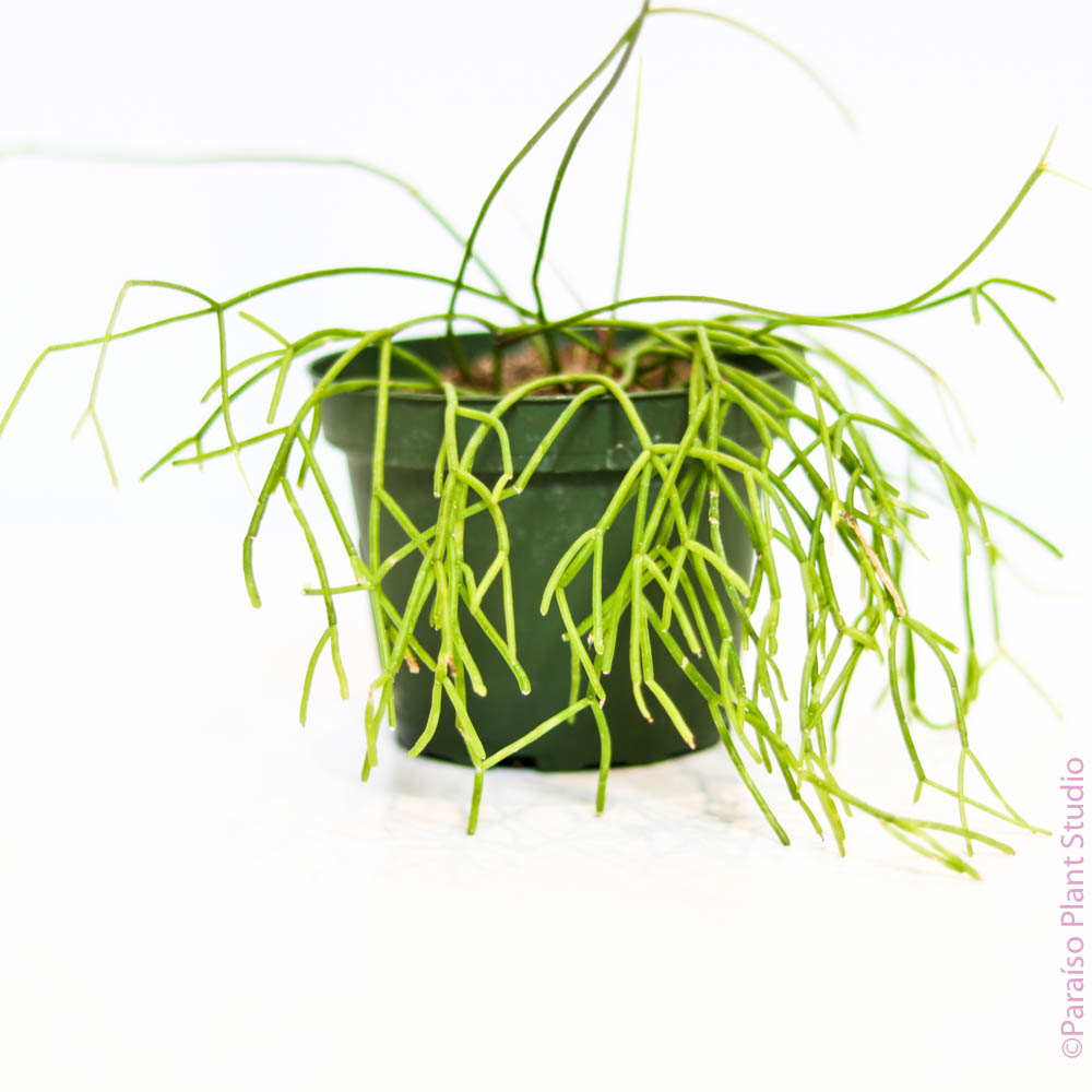 4in Rhipsalis Baccifera - Mistletoe Cactus