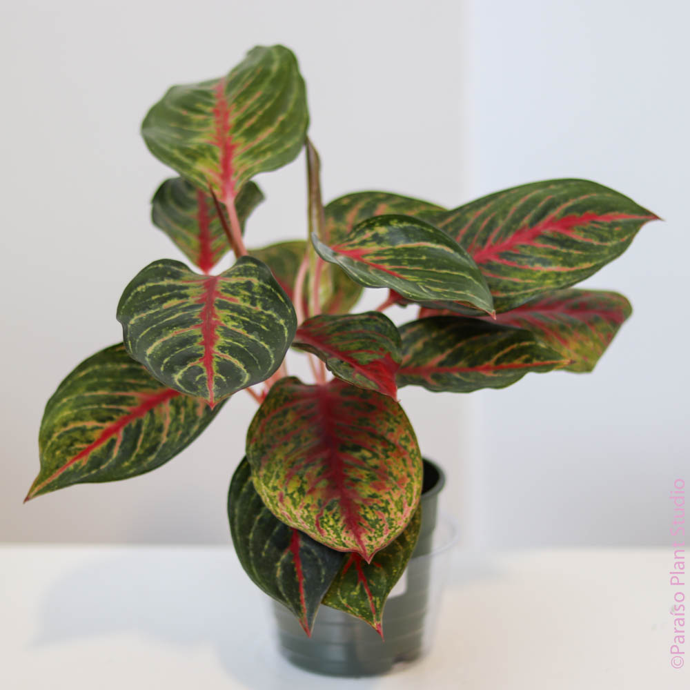 aglaonema rubi 5in-6in Aglaonema Rubi