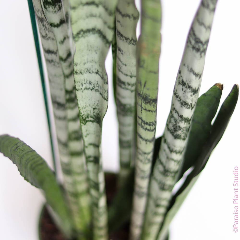 sansevieria perros 4in-6in Sansevieria 'Spearmint' – Paraíso Plant Studio