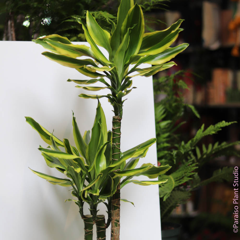 dracaena hawaiian emerald cane Dracaena Lemon Dream Cane – Paraíso Plant Studio