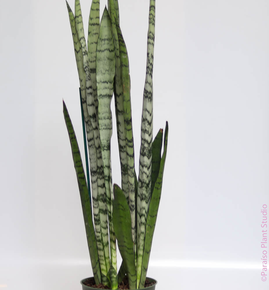 sansevieria peppermint 4in-6in Sansevieria 'Spearmint' – Paraíso Plant Studio