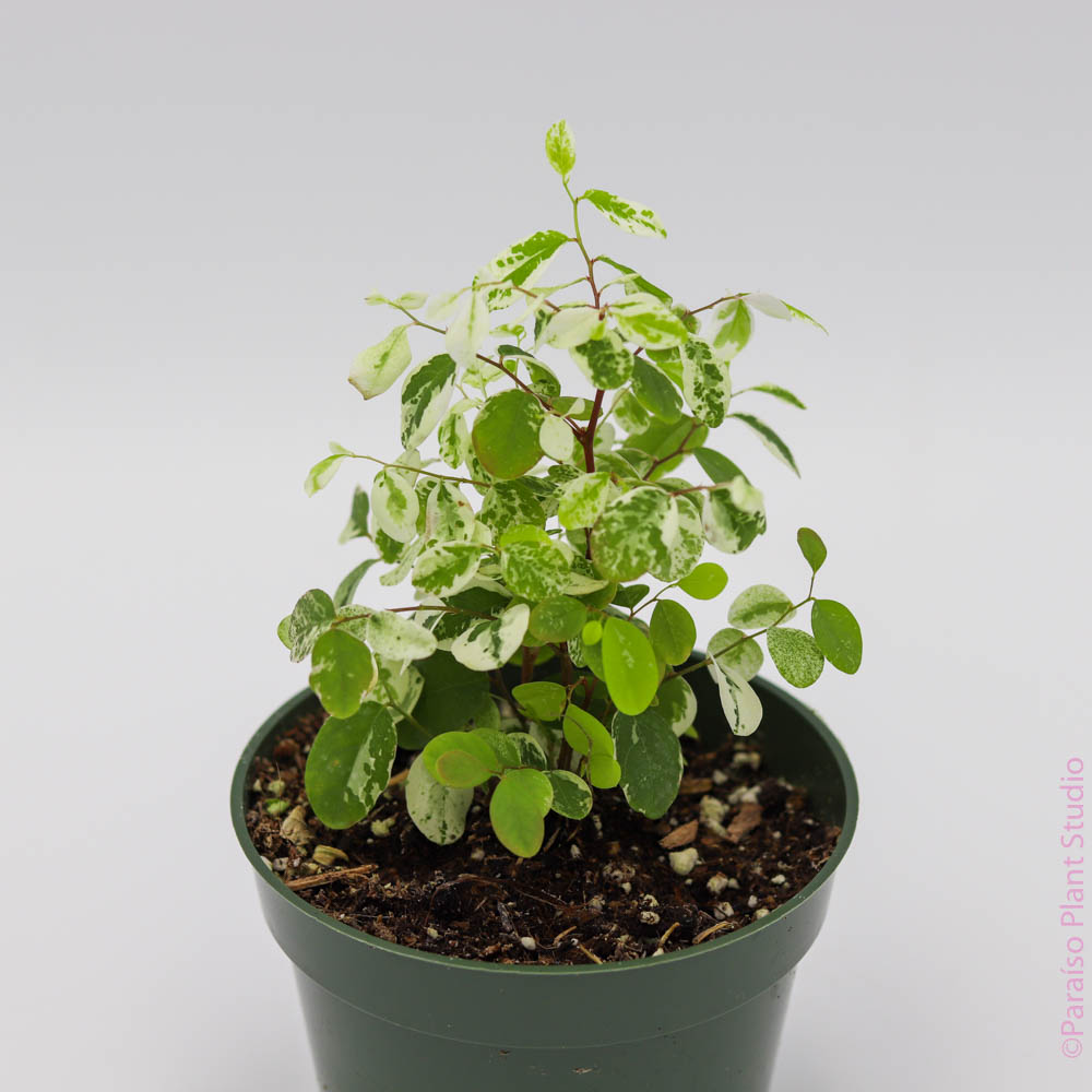 snow bush plant indoor Breynia disticha