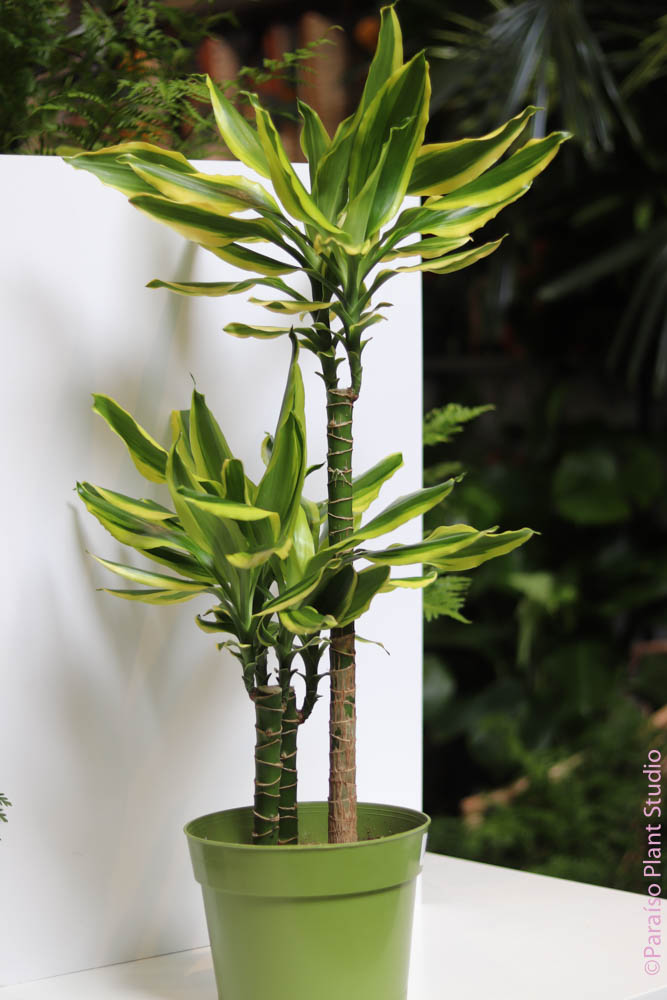 dracaena golden coast cane Dracaena Lemon Dream Cane