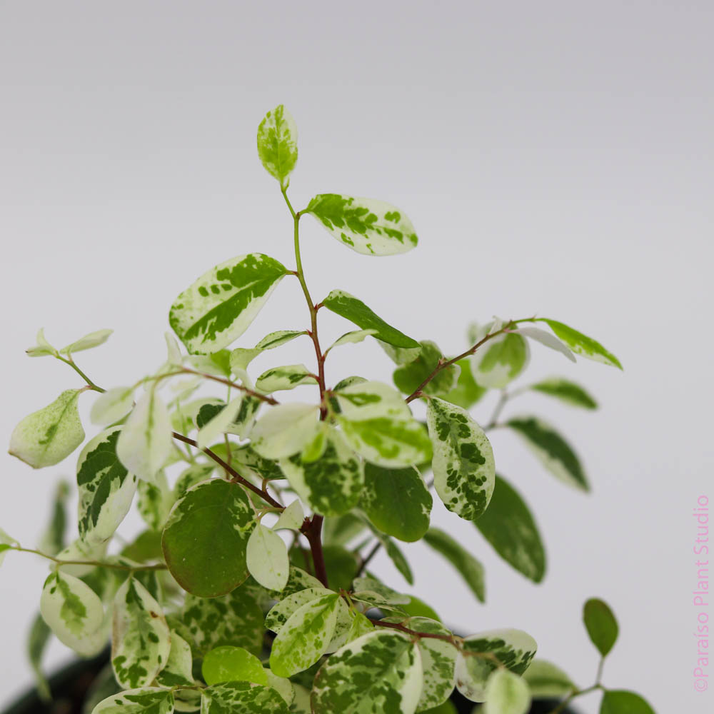 snow bush house plant Breynia disticha
