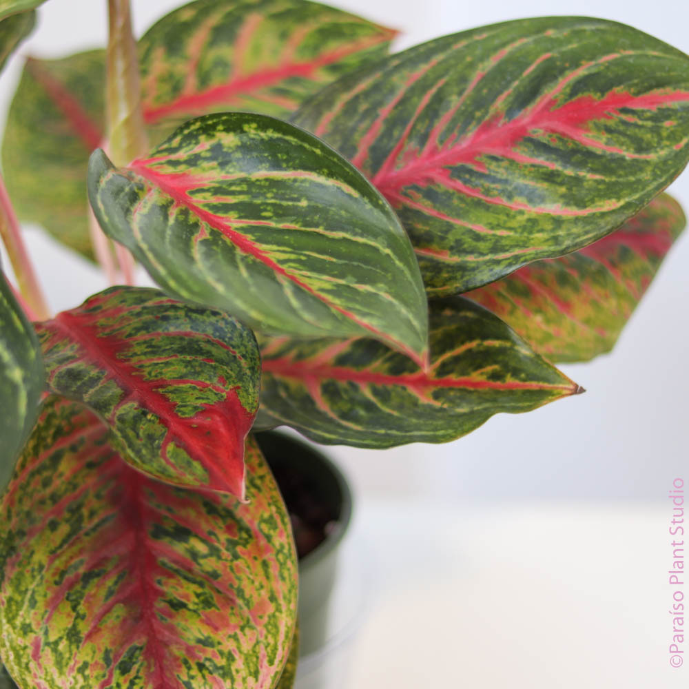 aglaonema 'red emerald 5in-6in Aglaonema Rubi – Paraíso Plant Studio