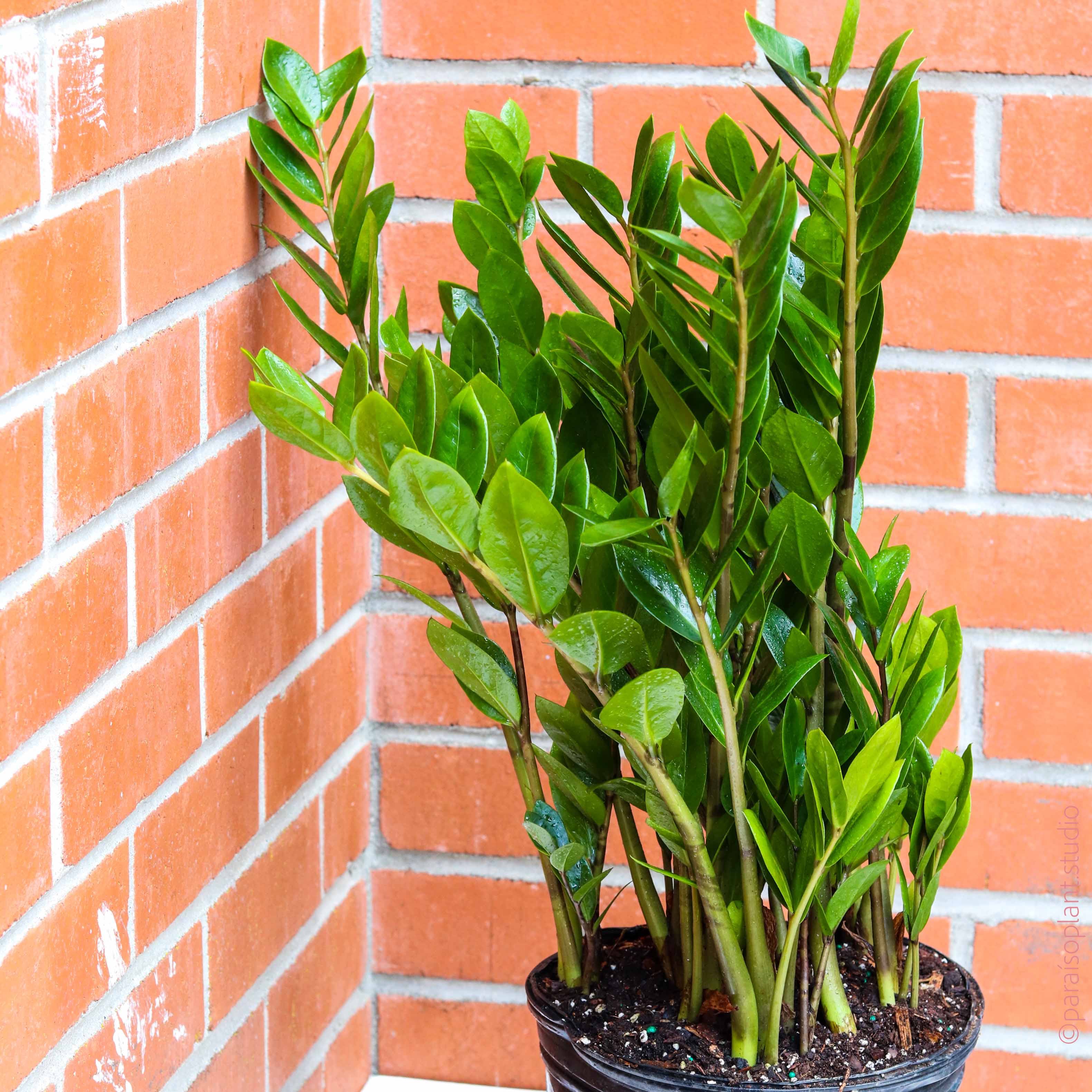 house plant zz plant pot 8in ZZ Plant