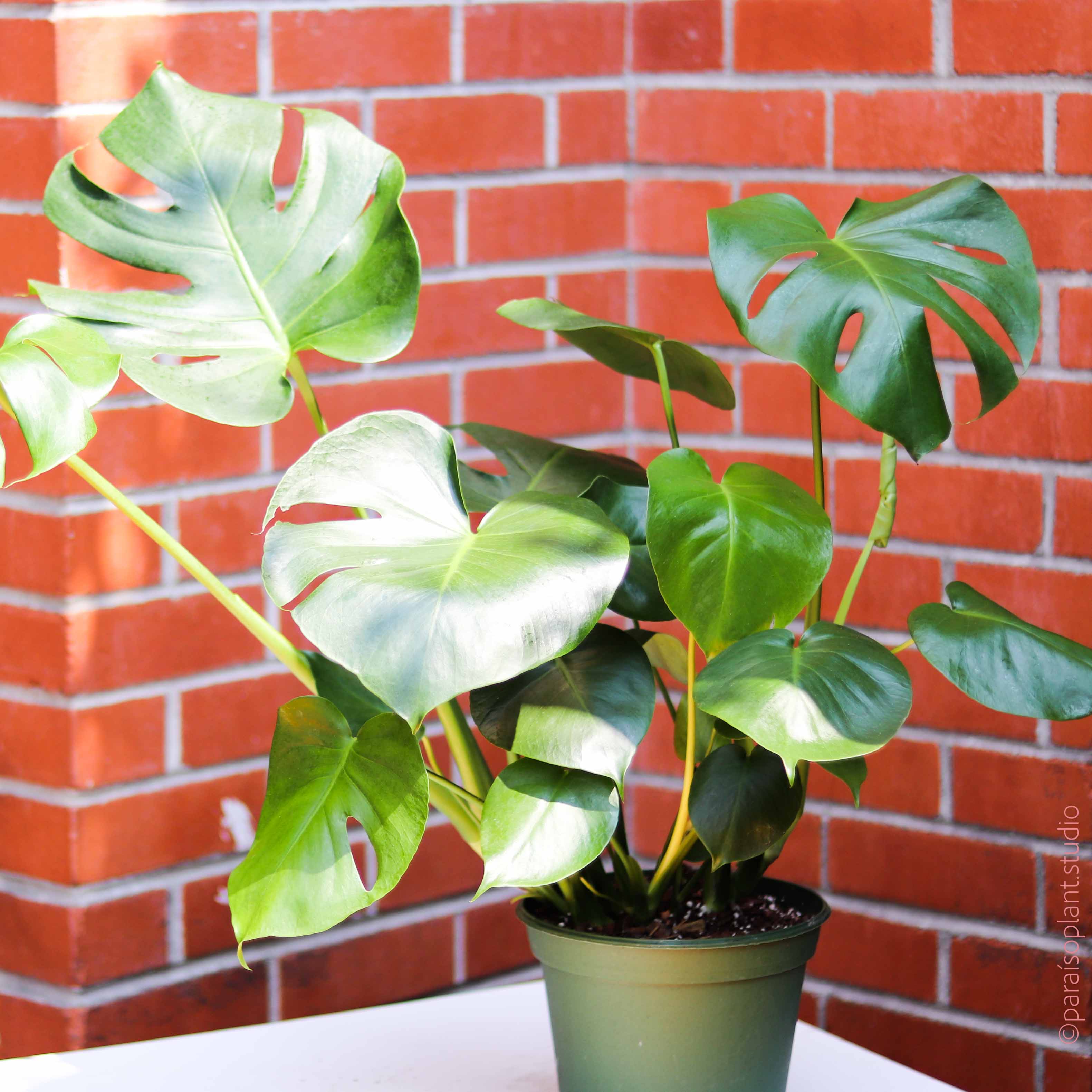 8 inch monstera deliciosa 8in Monstera Deliciosa