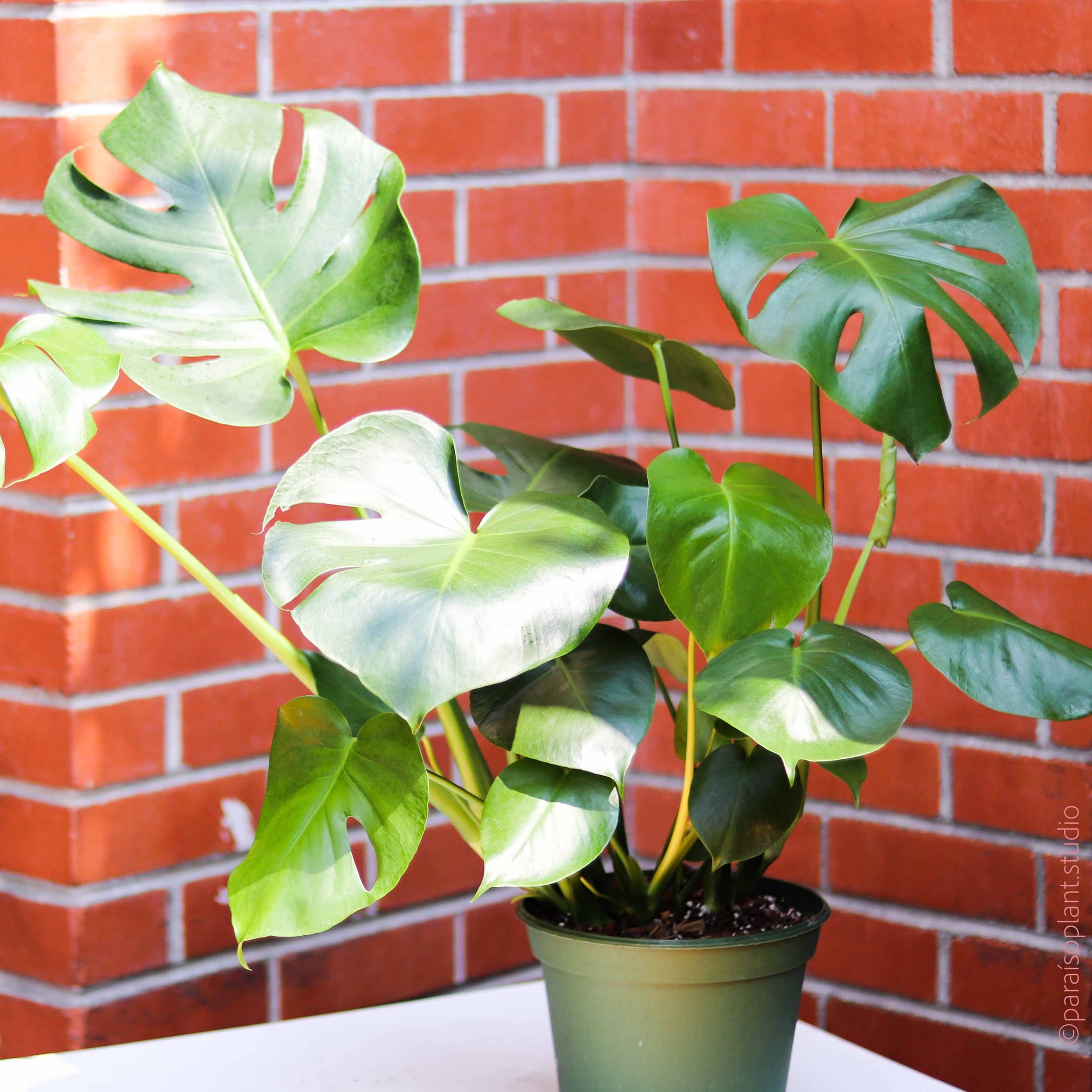 bushy monstera 8in Monstera Deliciosa – Paraíso Plant Studio