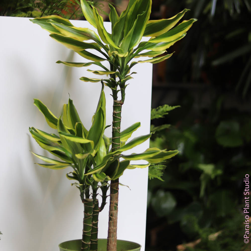 8in Dracaena Lemon Dream Cane