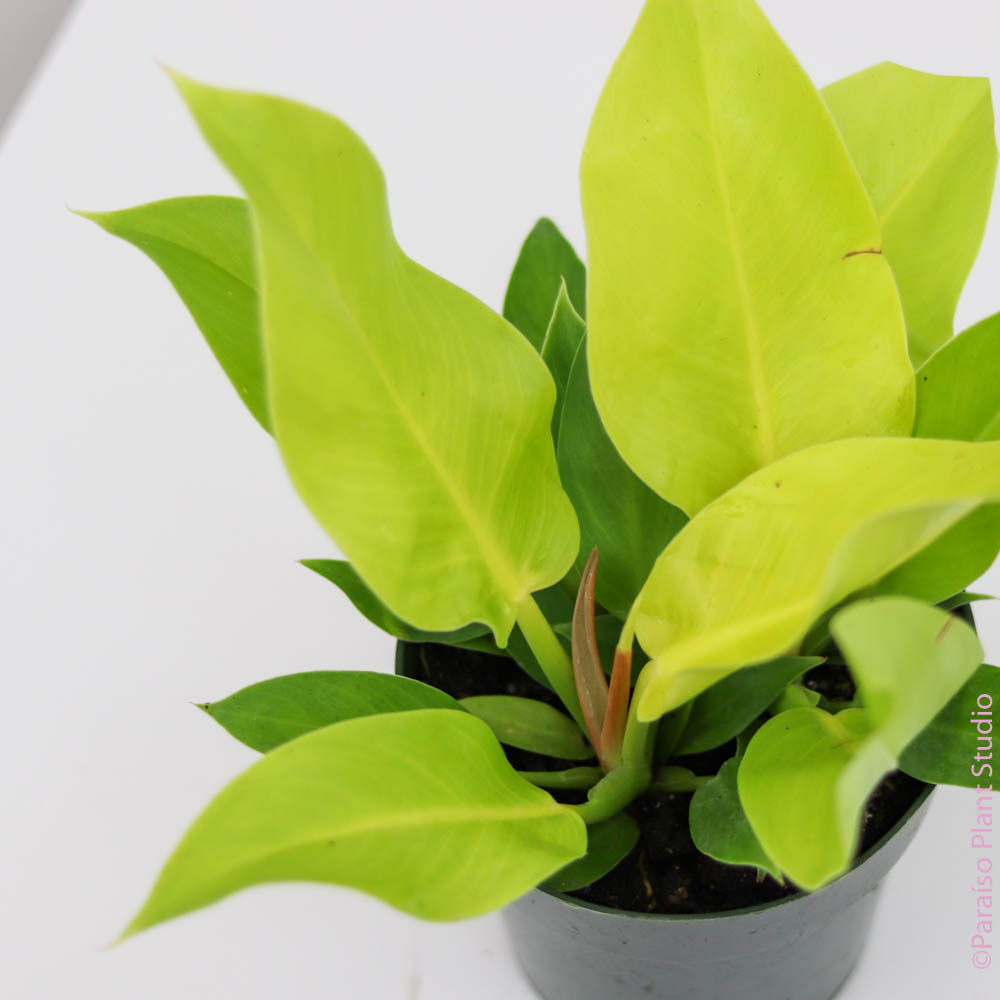 self-heading philodendron varieties 6in-8in Philodendron 'Moonlight'