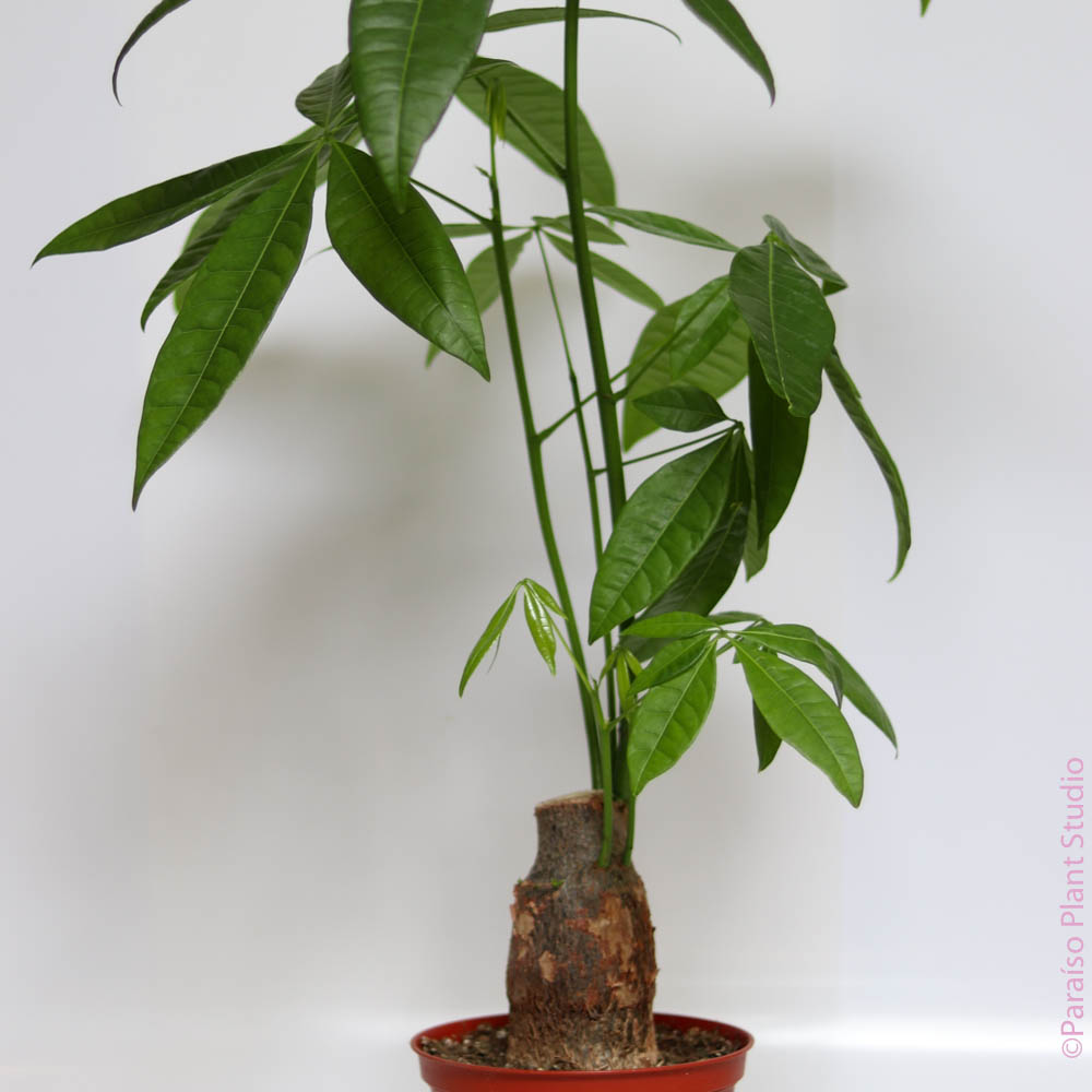 pachira stump money tree 4in-8in Pachira Aquatica Stump