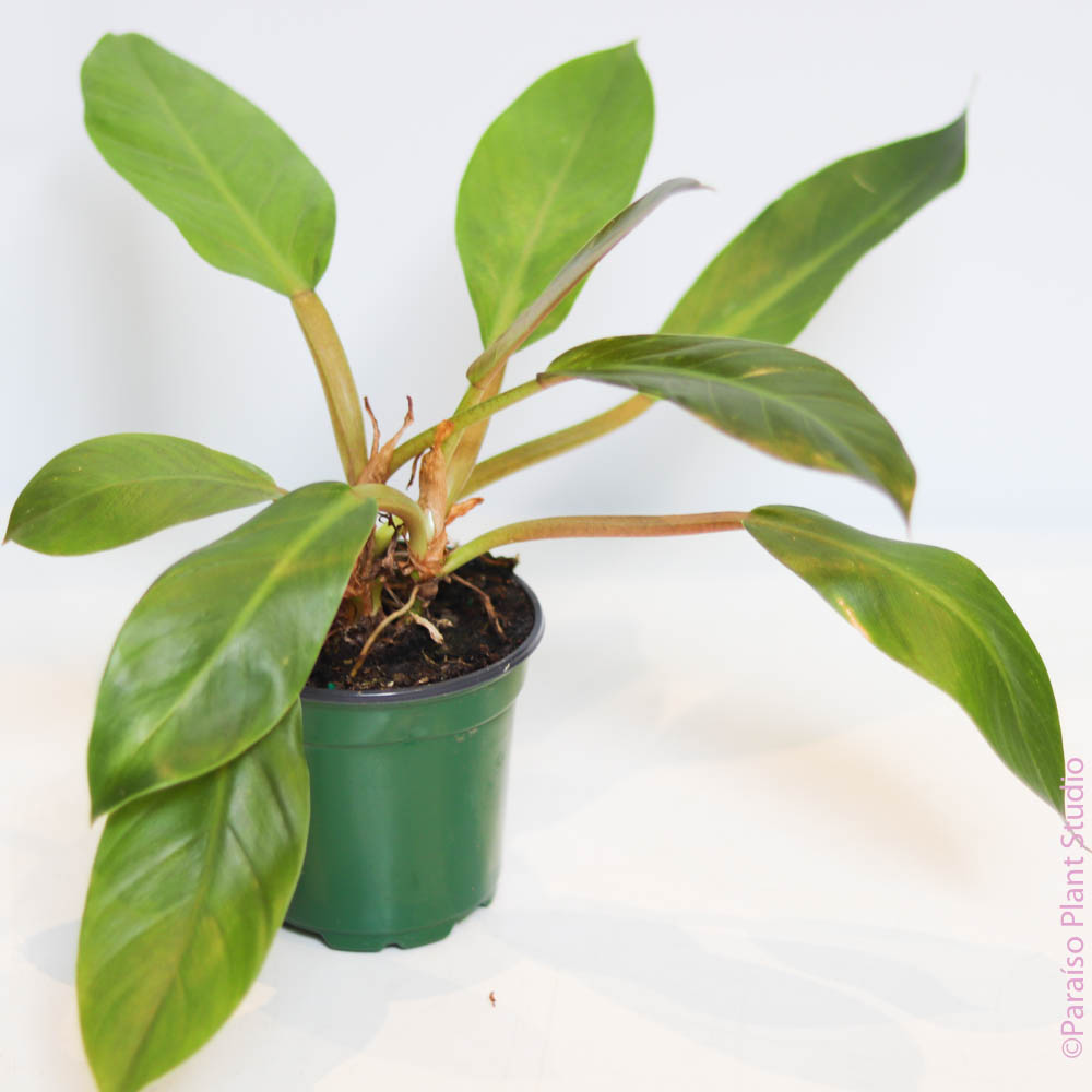 philodendron melinonii care 4in Philodendron Melinonii
