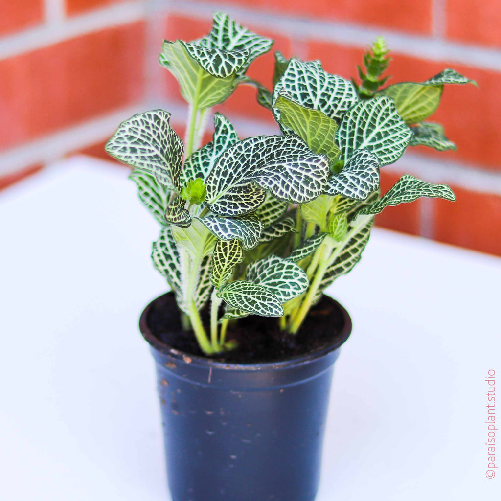 4in Fittonia White (large)