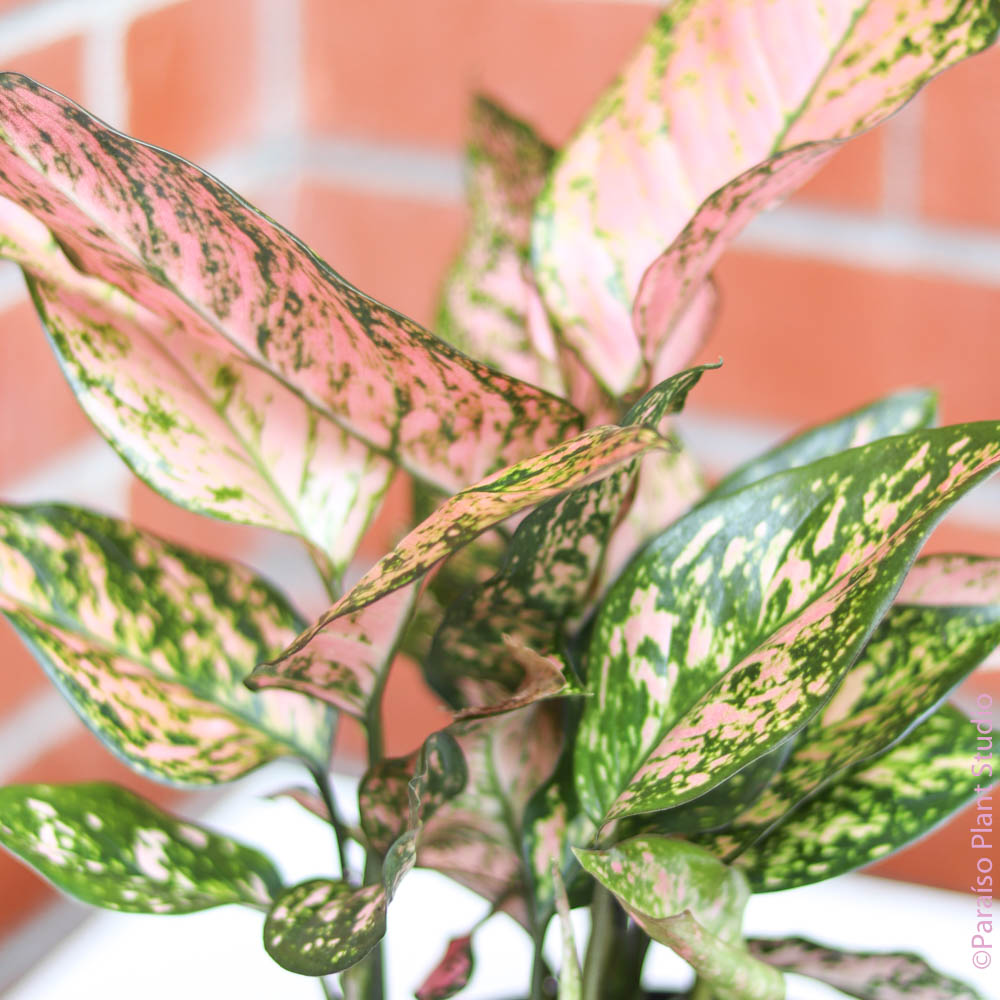 pink wishes aglaonema 6in Aglaonema 'Wishes' – Paraíso Plant Studio