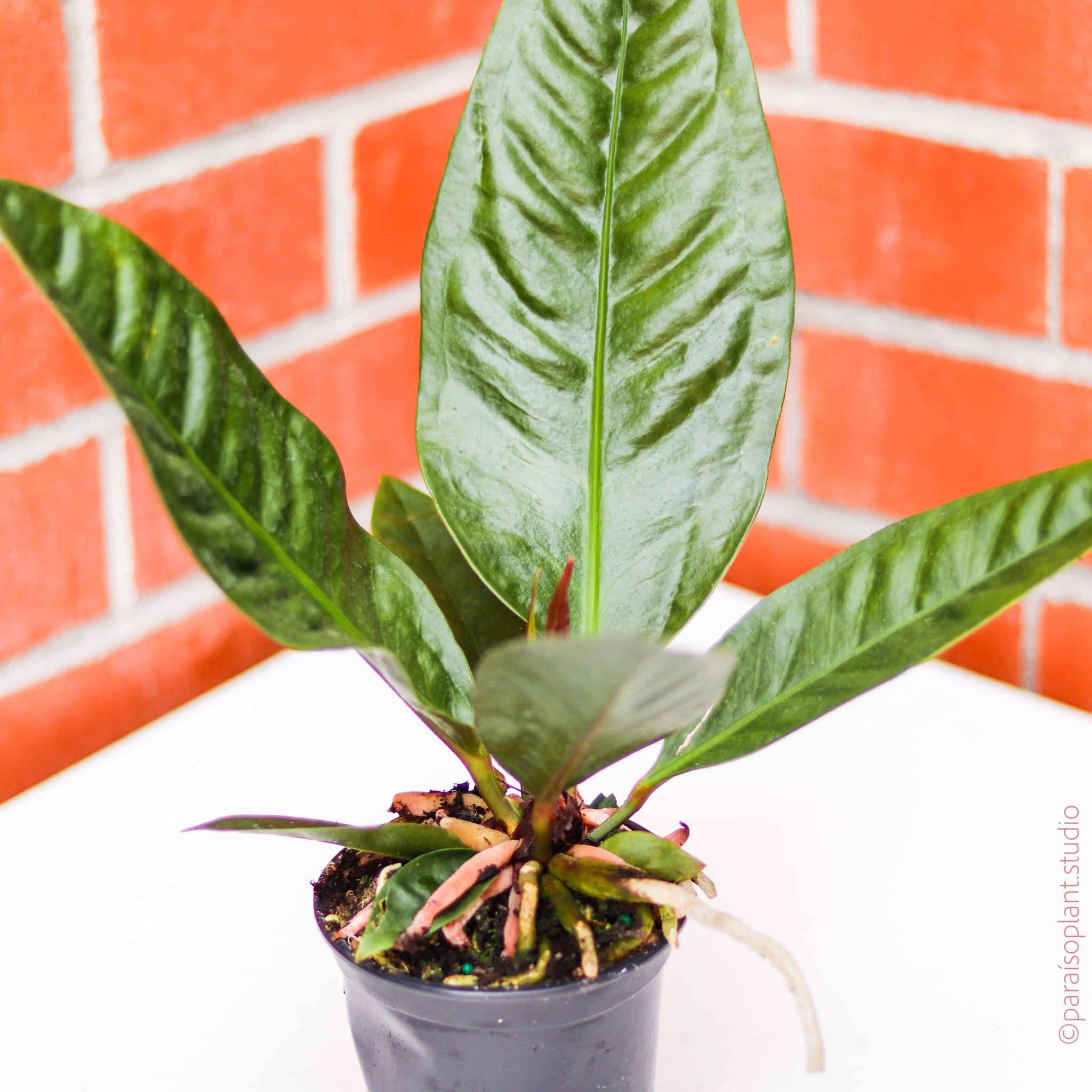 4in Anthurium Superbum