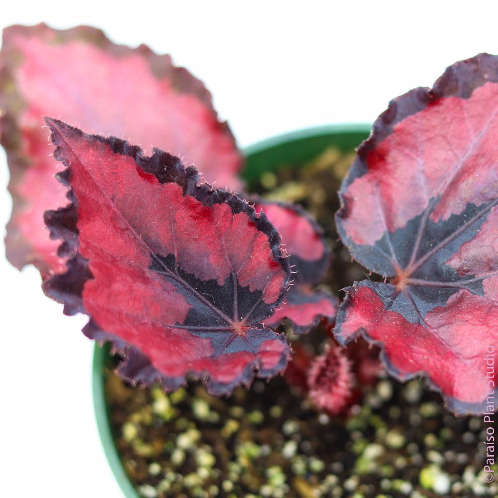 4in Rex Begonia 'Red Kiss'