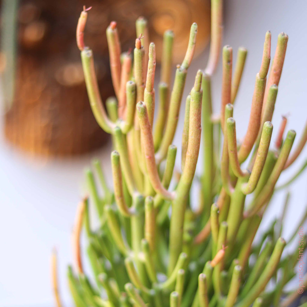 4in Euphorbia Firestick Cactus