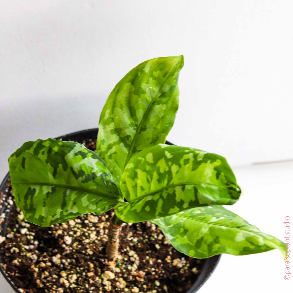 6in Aglaonema Pictum 'Tricolor'