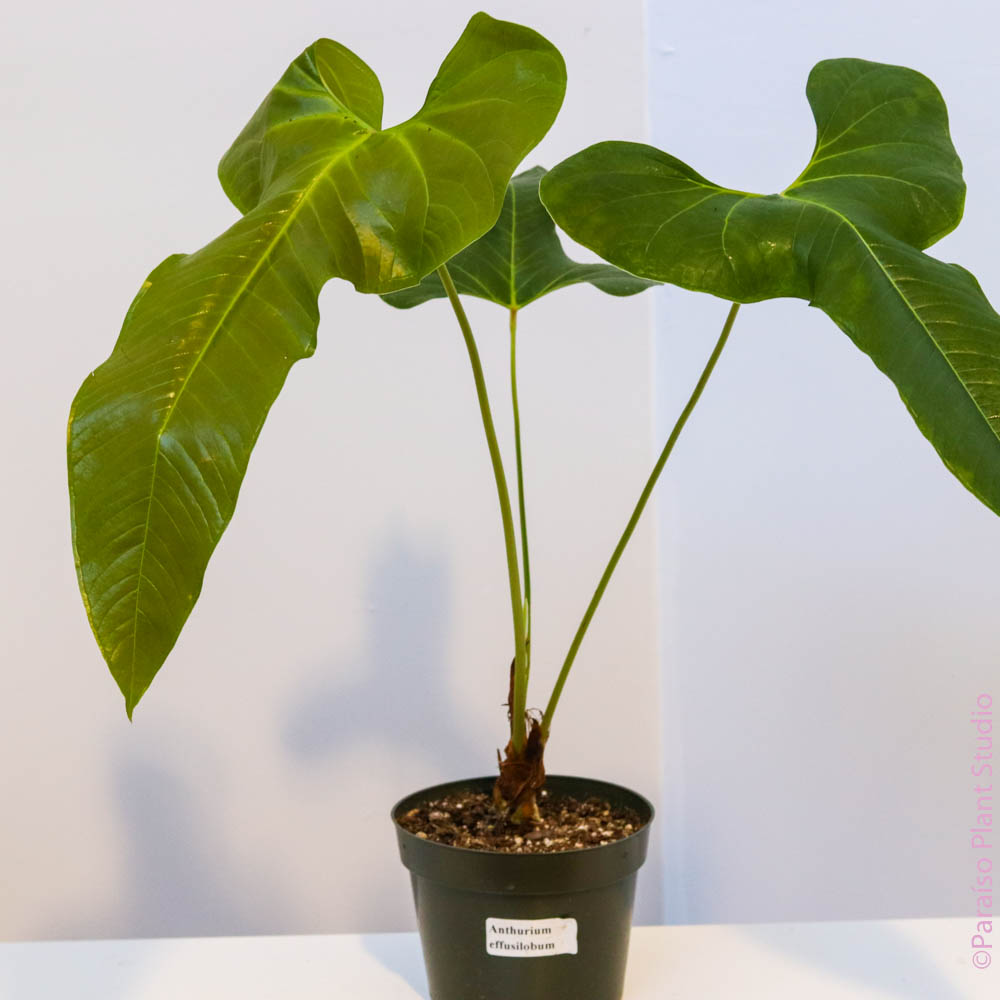 anthurium ensifolium 6in Anthurium Effusilobum – Paraíso Plant Studio