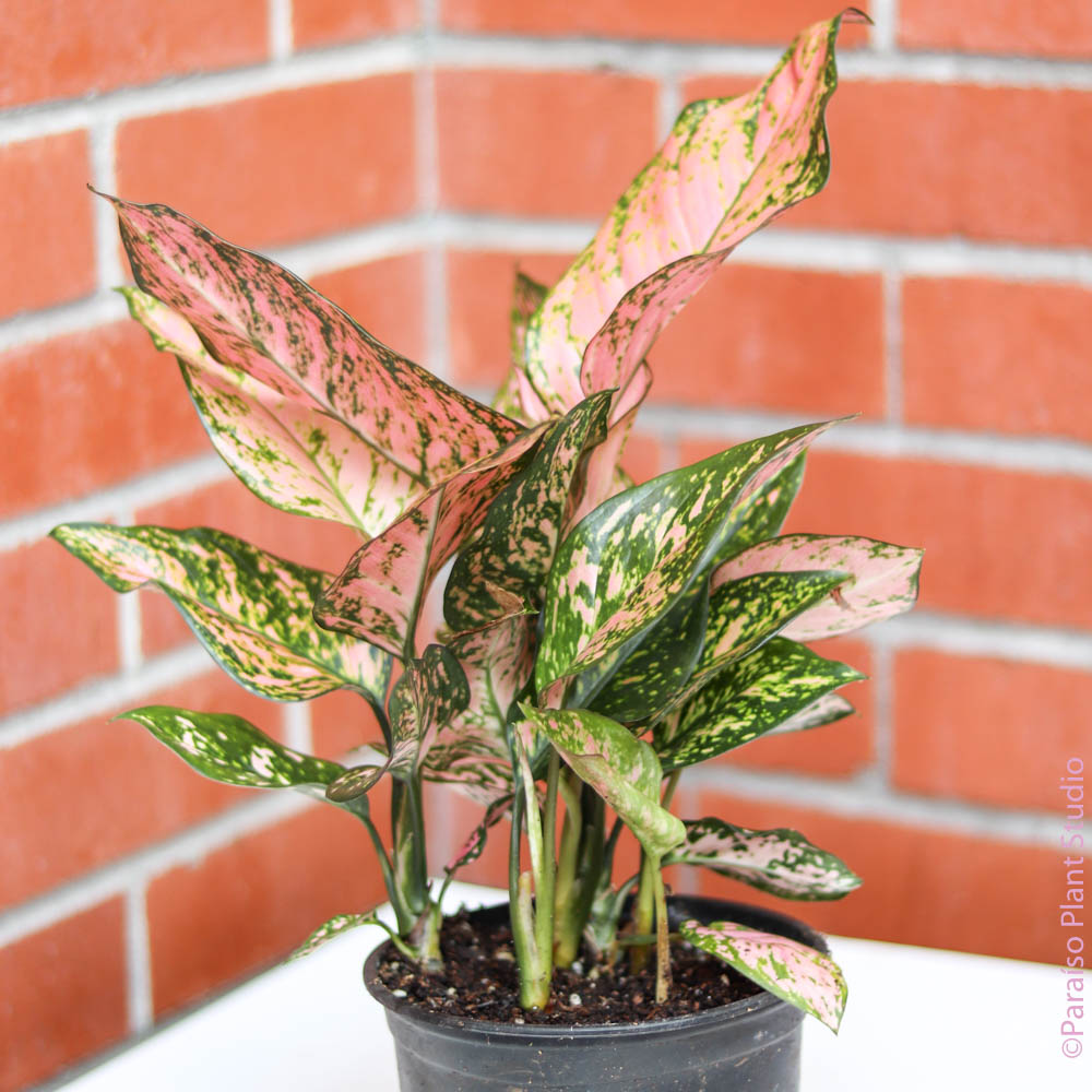 6in Aglaonema 'Wishes' – Paraíso Plant Studio