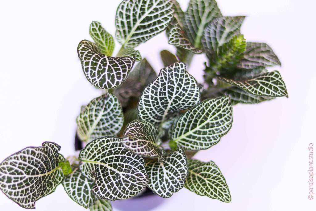 4in Fittonia White (large)